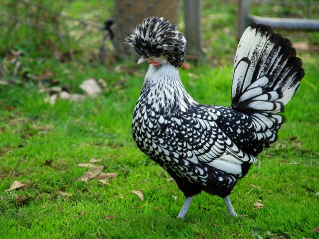 Породы куриц | ЗооТом - продажа, вязка и услуги для животных в Сергиевом Посаде