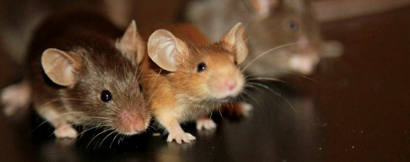Все о мышах в Сергиевом Посаде | ЗооТом - продажа, вязка и услуги для животных в Сергиевом Посаде