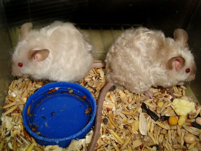 Породы мышей | ЗооТом - продажа, вязка и услуги для животных в Сергиевом Посаде