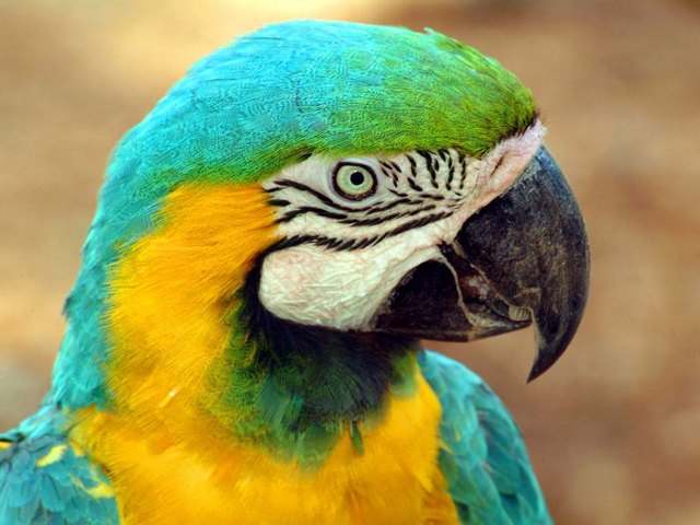 Все о попугаях в Сергиевом Посаде | ЗооТом портал о животных