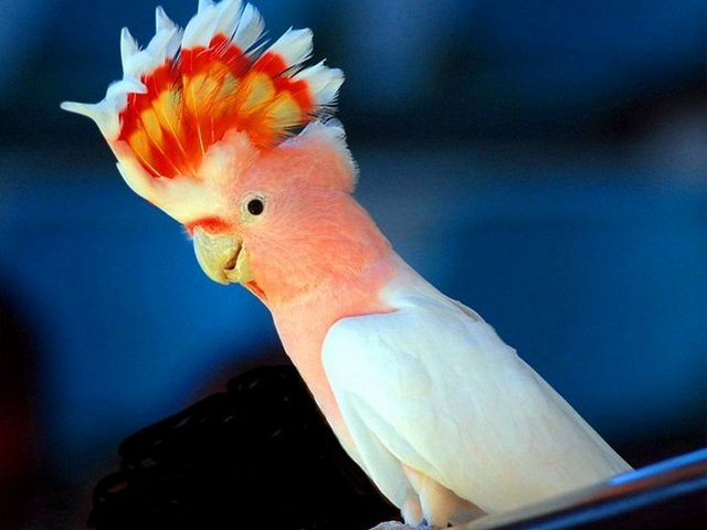 Породы попугаев | ЗооТом - продажа, вязка и услуги для животных в Сергиевом Посаде