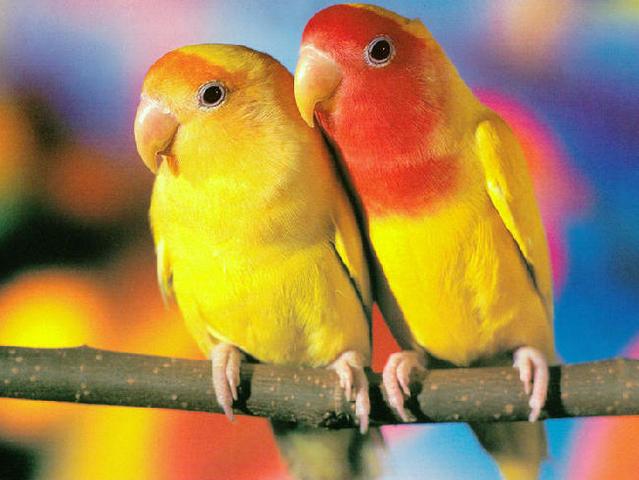 Породы попугаев | ЗооТом - продажа, вязка и услуги для животных в Сергиевом Посаде