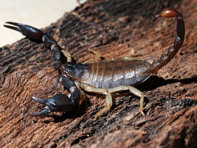 Породы скорпионов в Сергиевом Посаде | ЗооТом портал о животных
