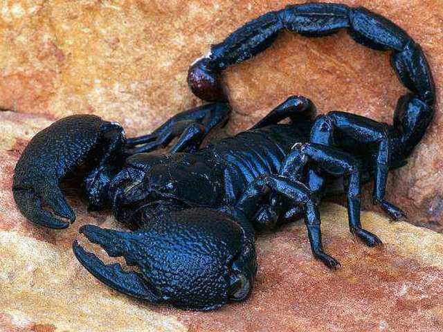 Все о скорпионах в Сергиевом Посаде | ЗооТом портал о животных