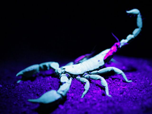 Все о скорпионах в Сергиевом Посаде | ЗооТом портал о животных