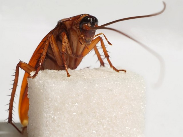 Все о тараканах в Сергиевом Посаде | ЗооТом портал о животных