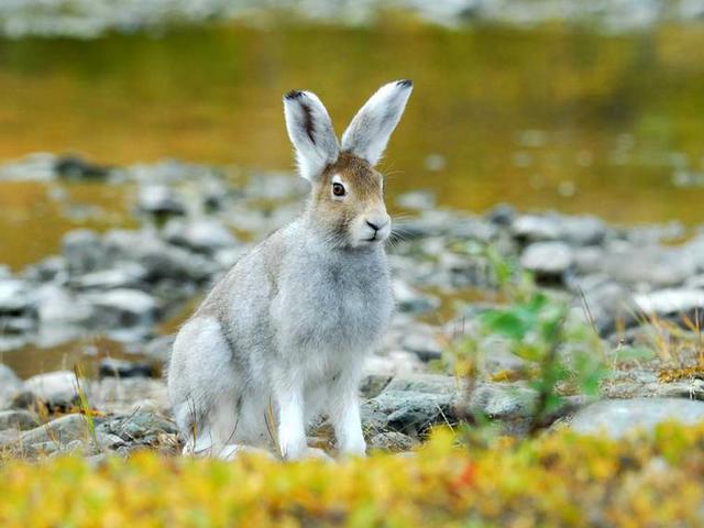 Содержание зайцев и уход за ними | ЗооТом - продажа, вязка и услуги для животных в Сергиевом Посаде