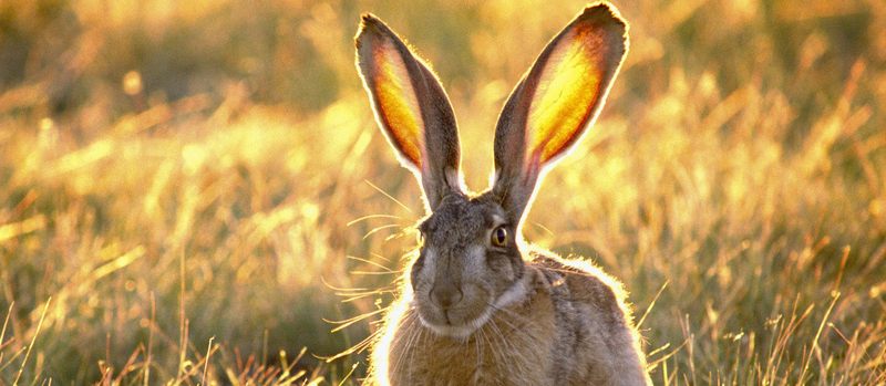 Все о зайцах | ЗооТом - продажа, вязка и услуги для животных в Сергиевом Посаде