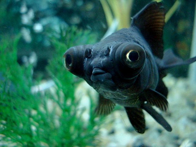 Породы аквариумных рыбок в Сергиевом Посаде | ЗооТом портал о животных