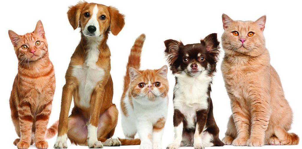 Доска объявлений о животных | ЗооТом - продажа, вязка и услуги для животных в Сергиевом Посаде