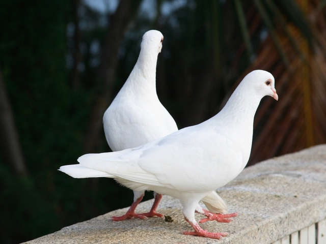 Все о голубях | ЗооТом - продажа, вязка и услуги для животных в Сергиевом Посаде