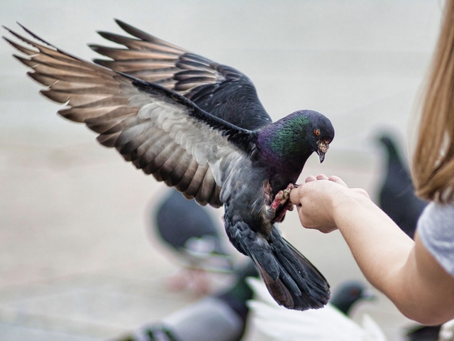 Все о голубях | ЗооТом - продажа, вязка и услуги для животных в Сергиевом Посаде
