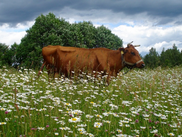 Все о коровах в Сергиевом Посаде | ЗооТом портал о животных