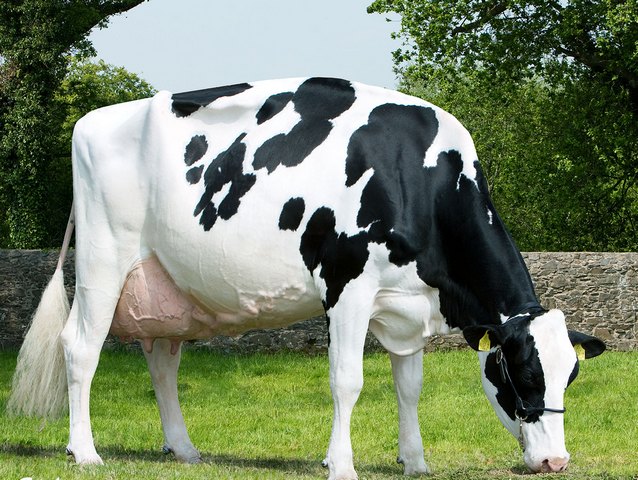 Породы коров в Сергиевом Посаде | ЗооТом портал о животных