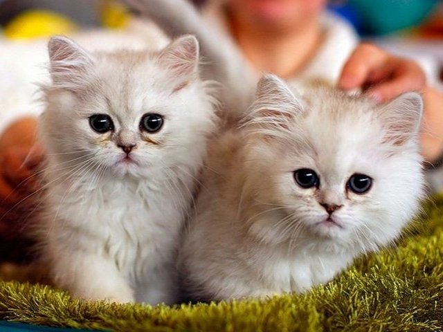 Породы кошек в Сергиевом Посаде | ЗооТом портал о животных