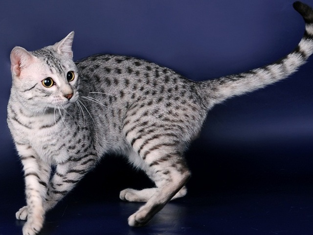 Породы кошек в Сергиевом Посаде | ЗооТом портал о животных