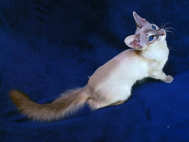 Выведенные породы кошек в Сергиевом Посаде | ЗооТом портал о животных