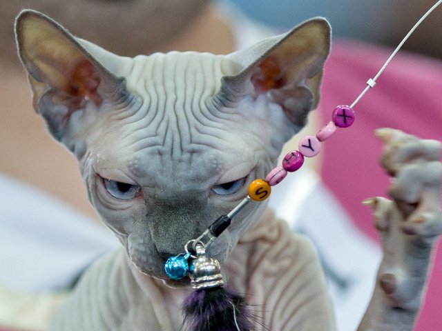 Выставки кошек в Сергиевом Посаде | ЗооТом портал о животных