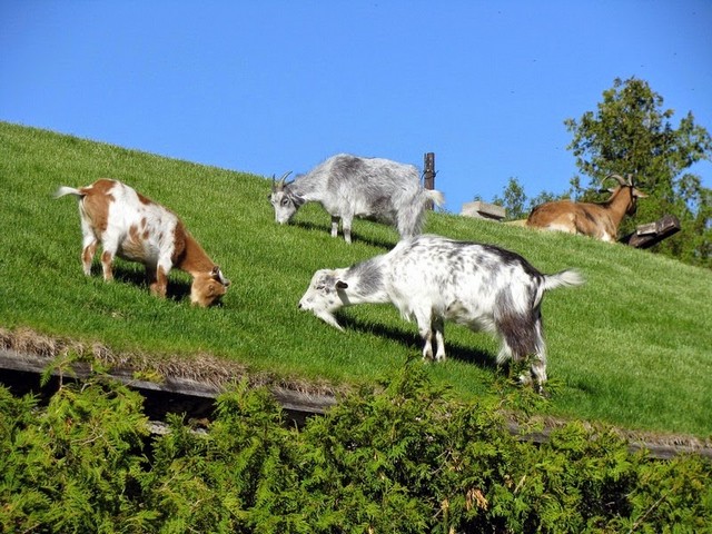 Все о козах в Сергиевом Посаде | ЗооТом портал о животных