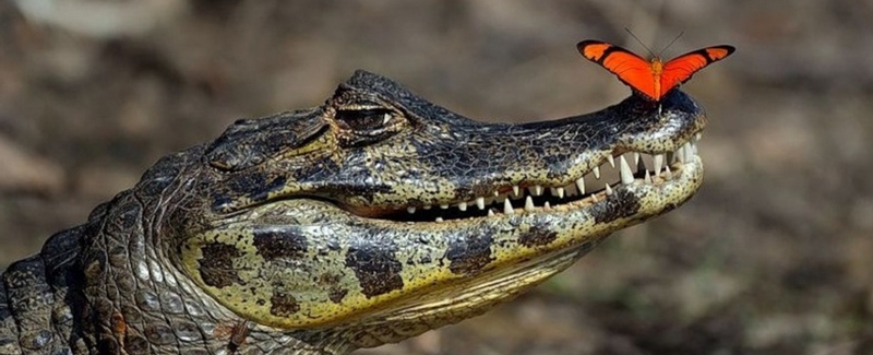 Все о крокодилах в Сергиевом Посаде | ЗооТом портал о животных