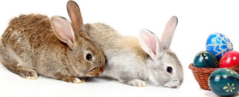 Все о кроликах в Сергиевом Посаде | ЗооТом портал о животных