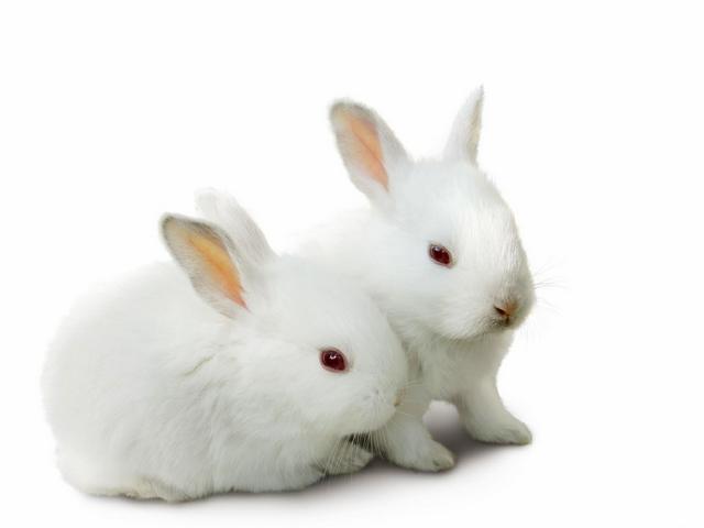 Все о кроликах в Сергиевом Посаде | ЗооТом портал о животных