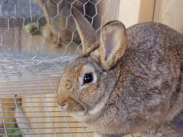 Содержание кроликов и уход за ними в Сергиевом Посаде | ЗооТом портал о животных