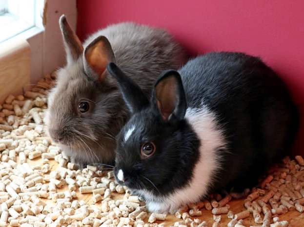Содержание кроликов и уход за ними в Сергиевом Посаде | ЗооТом портал о животных