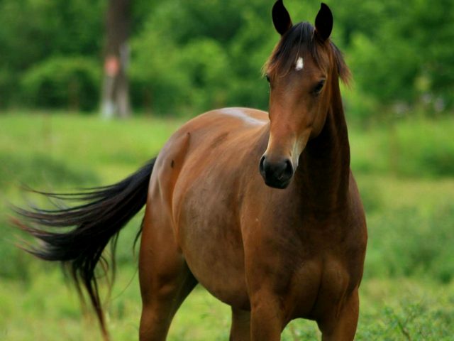 Содержание лошадей и уход за ними в Сергиевом Посаде | ЗооТом портал о животных
