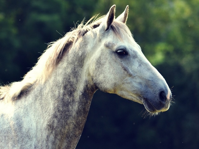 Уход за лошадьми в Сергиевом Посаде | ЗооТом портал о животных