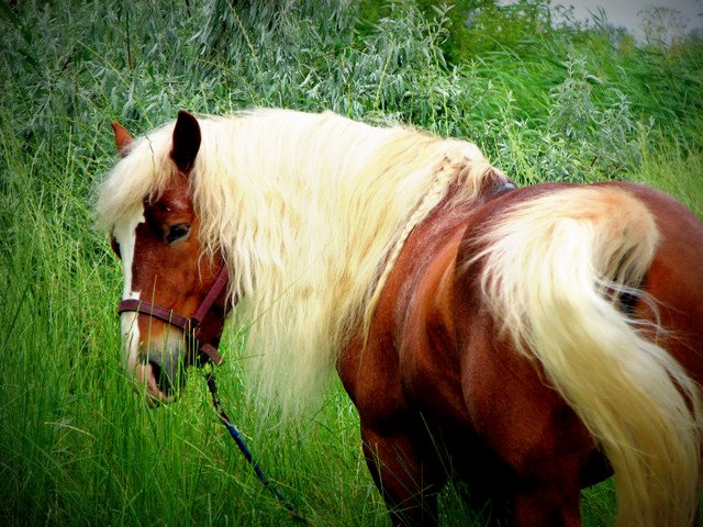 Породы лошадей в Сергиевом Посаде | ЗооТом портал о животных