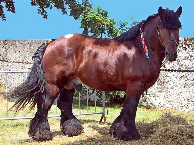 Породы лошадей в Сергиевом Посаде | ЗооТом портал о животных