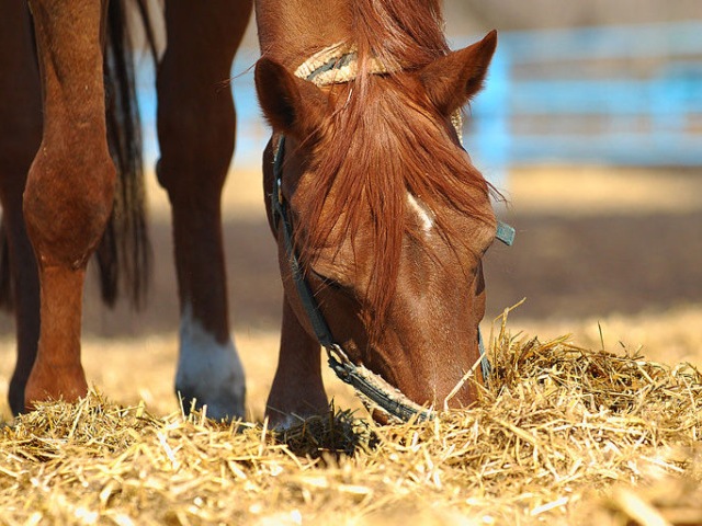 Содержание лошадей в Сергиевом Посаде | ЗооТом портал о животных