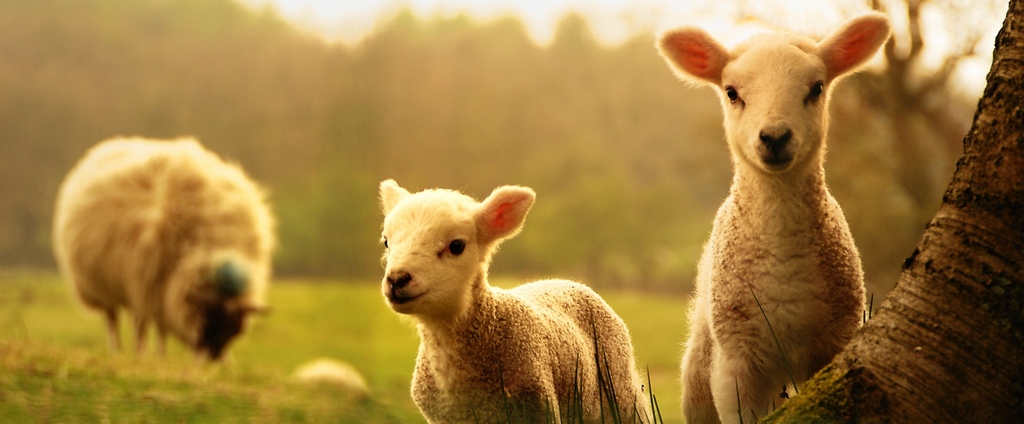 Объявления о сельскохозяйственных животных | ЗооТом - продажа, вязка и услуги для животных в Сергиевом Посаде