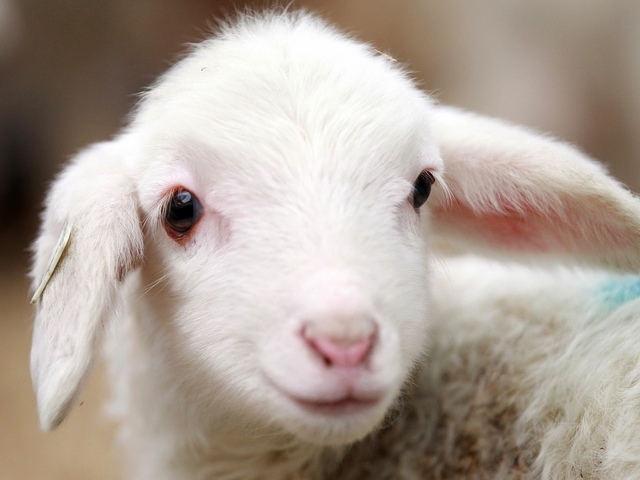 Овцы и бараны в Сергиевом Посаде | ЗооТом портал о животных
