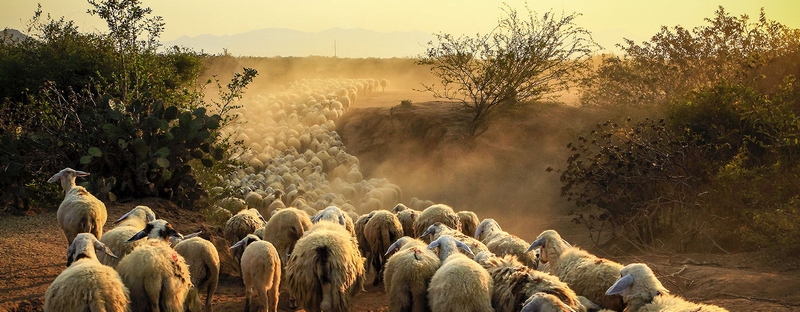 Все об овцах в Сергиевом Посаде | ЗооТом портал о животных
