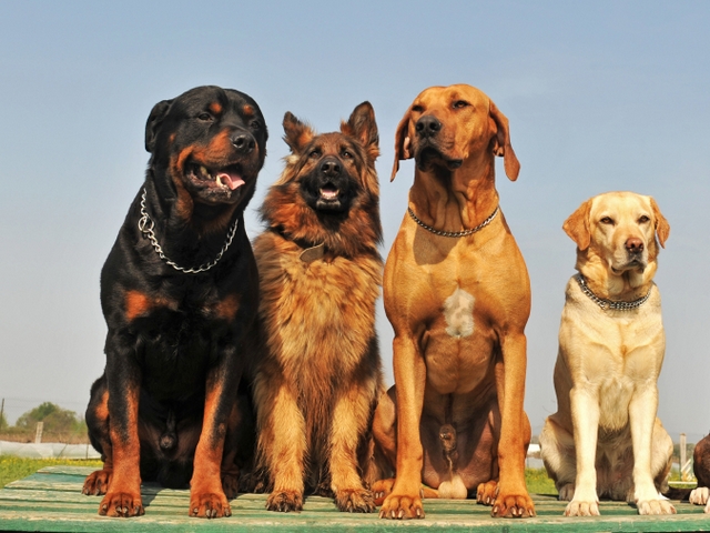 Крупные породы собак в Сергиевом Посаде | ЗооТом портал о животных