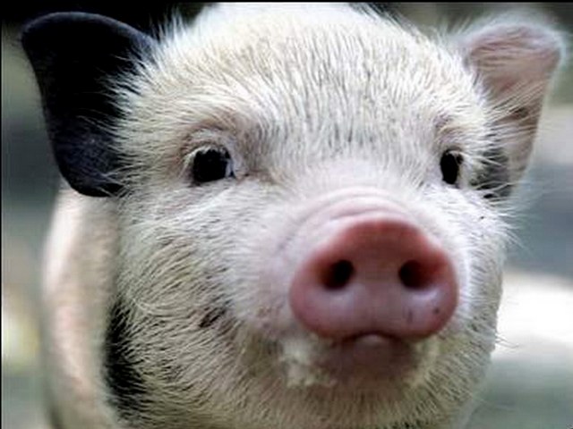 Породы свиней в Сергиевом Посаде | ЗооТом портал о животных