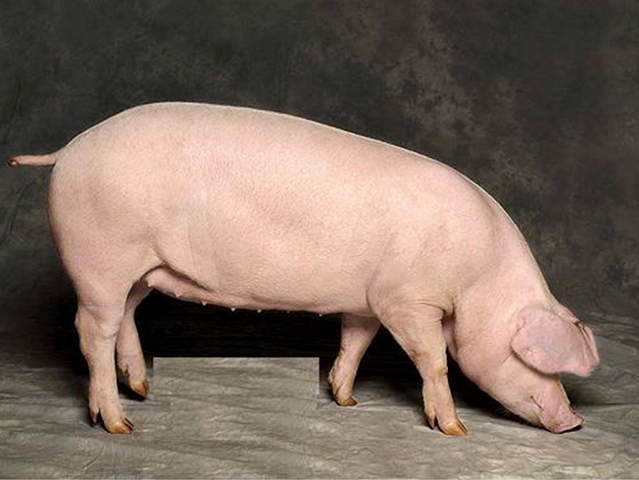 Породы свиней в Сергиевом Посаде | ЗооТом портал о животных
