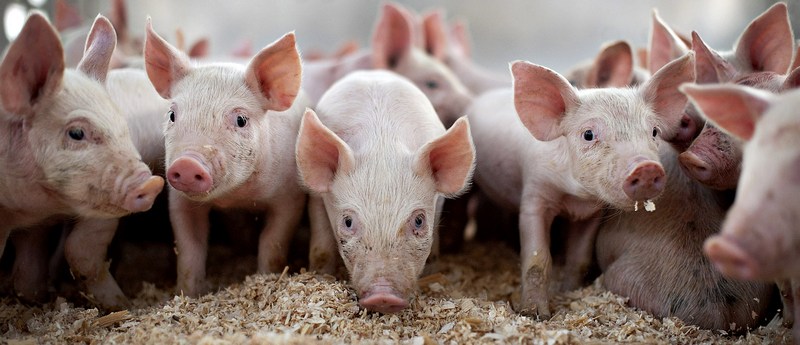 Все о свиньях в Сергиевом Посаде | ЗооТом портал о животных