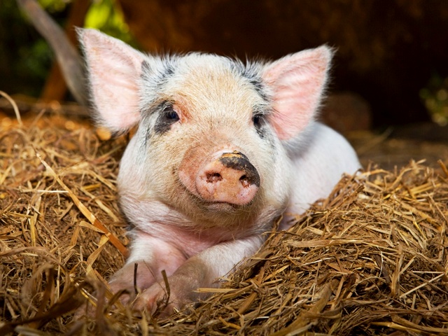 Все о свиньях в Сергиевом Посаде | ЗооТом портал о животных